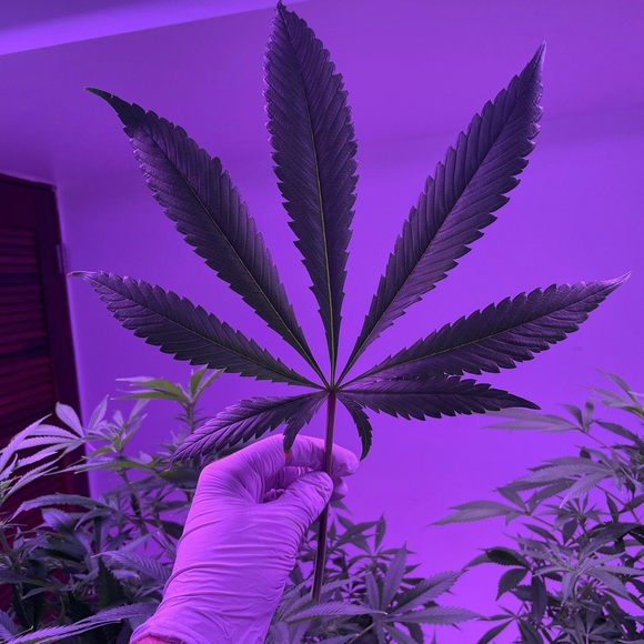 Meet your Posher, Pipe - Picture 1 of 1